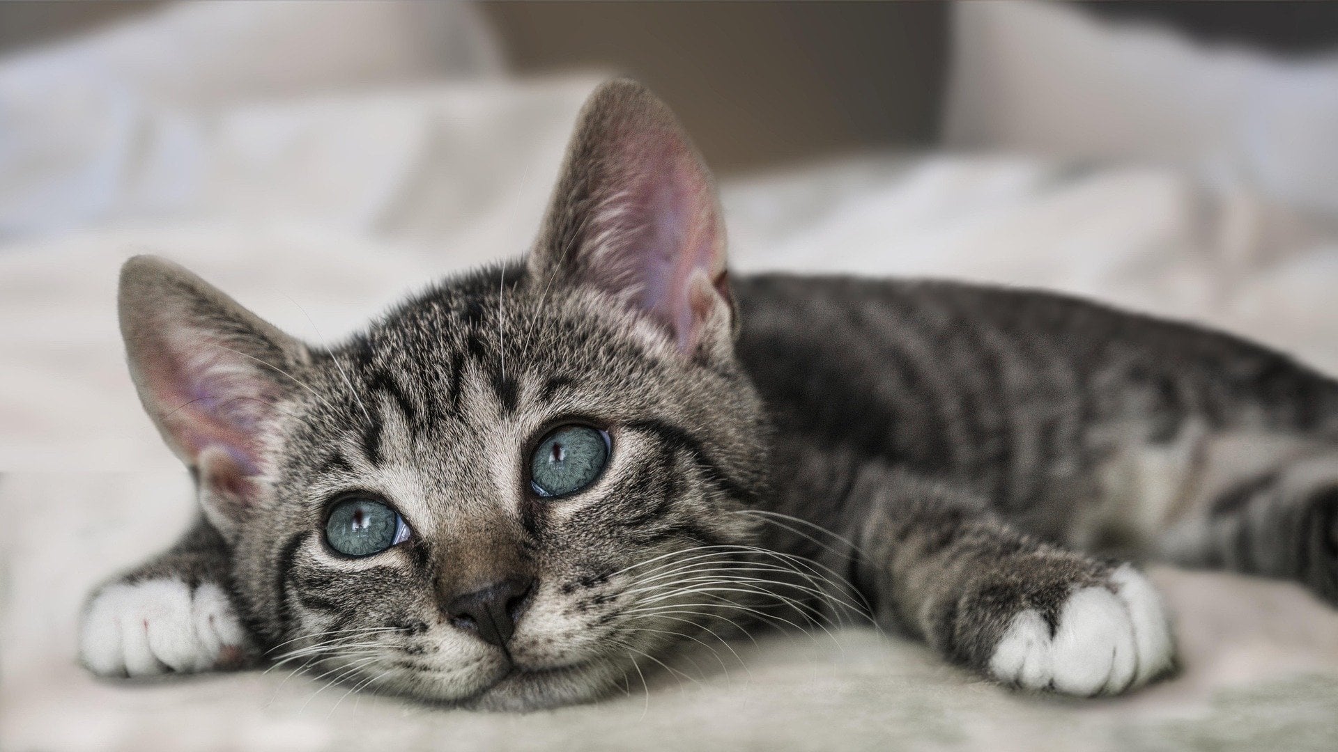 Kedi Mamaları