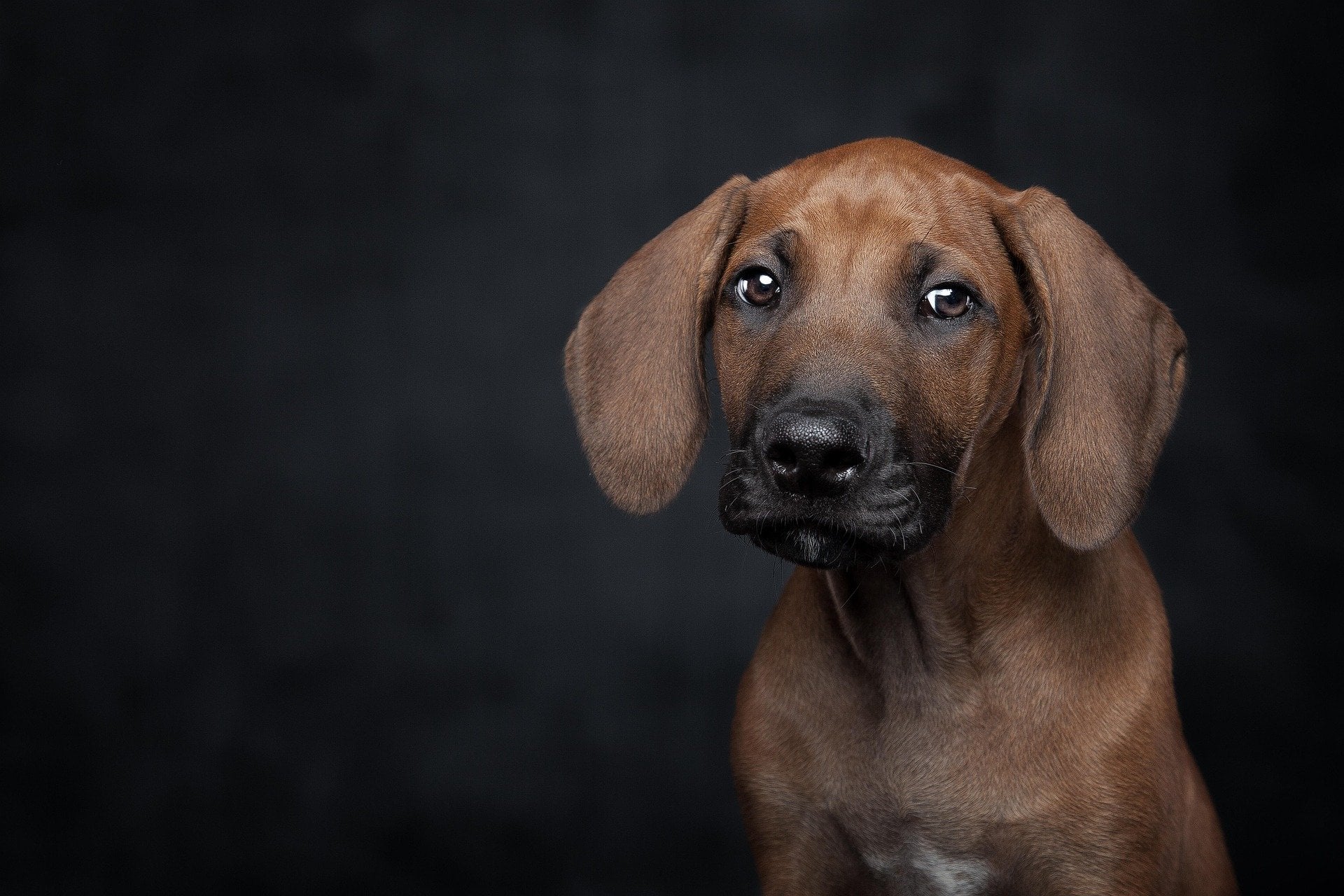 Köpek Mamaları